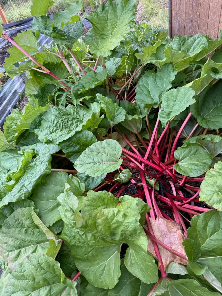 Rhubarb crown with deep red stalks radiating outward at Ravenswood Gardens