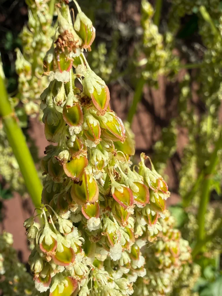 Close-up of rhubarb seed clusters showing individual seeds forming at Ravenswood Gardens